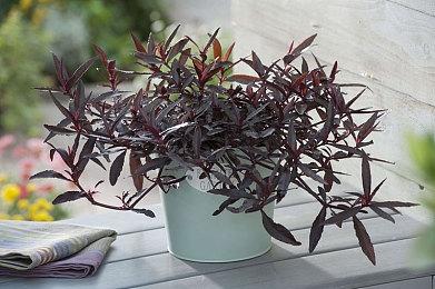 鬼谷新作《上古河图》明年Q1发售 第二次测试7月19日开启